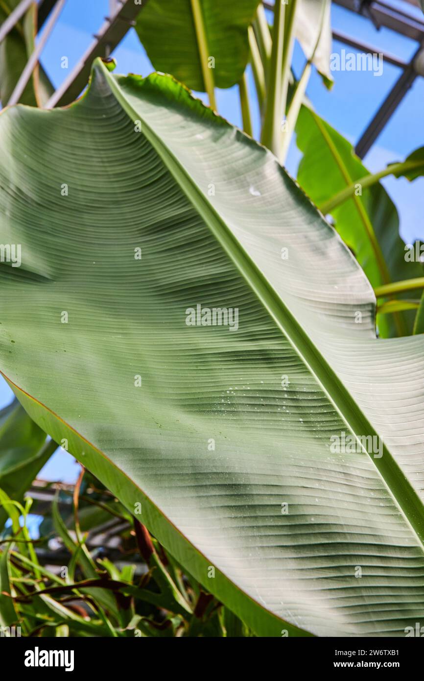 Vibrant Green Banana Leaf with Blue Sky Background Stock Photo - Alamy