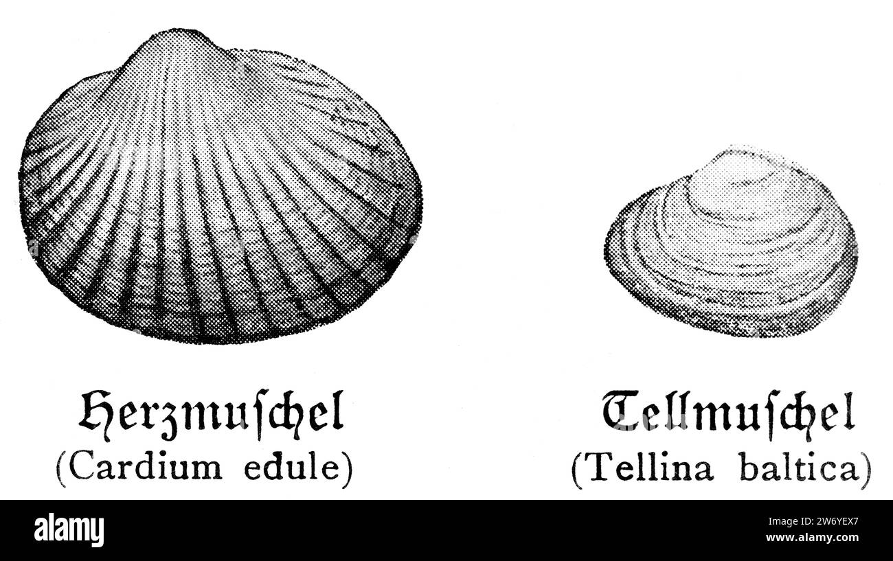 Cockle shell, Cardiidae, and sunset shells or tellins, tellinidae, historical illustration 1898 Stock Photo