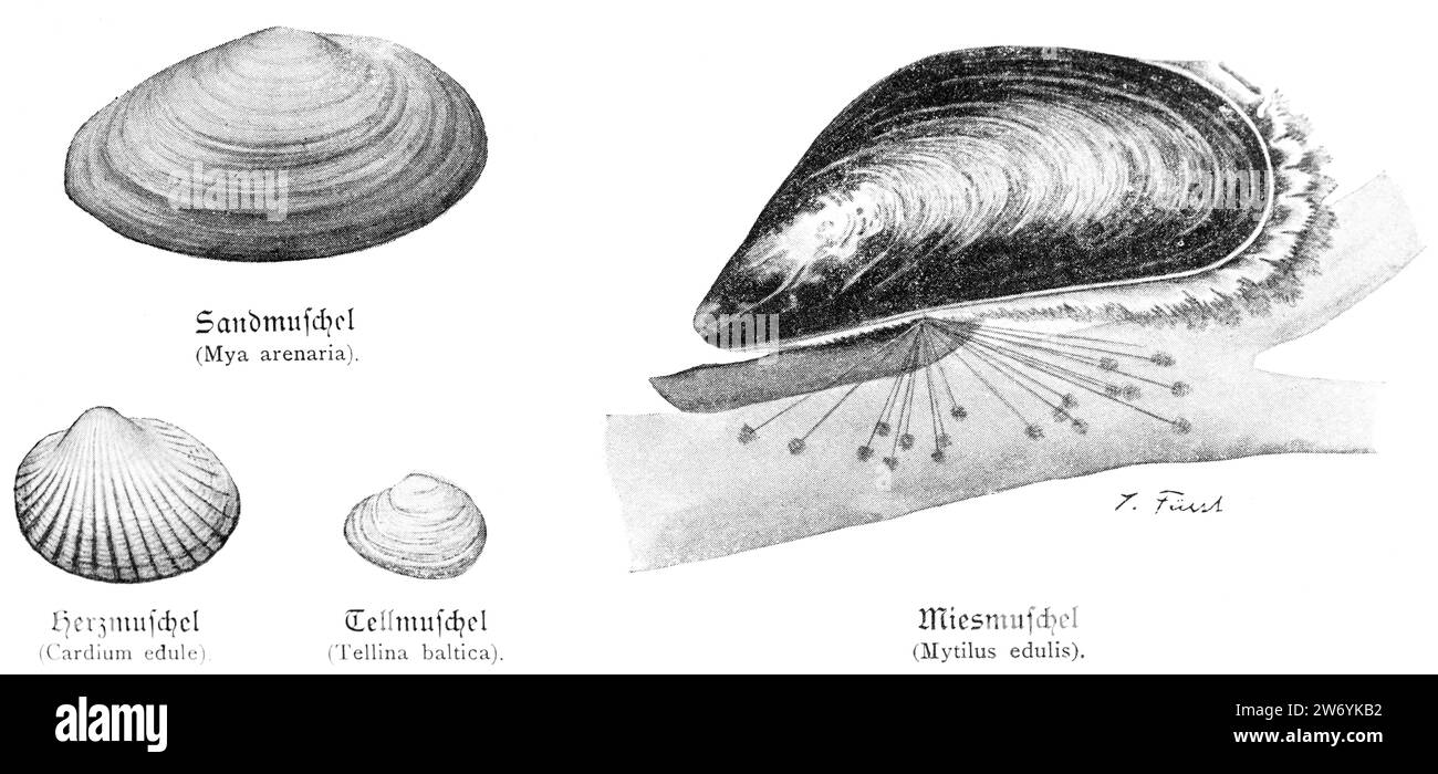Soft-shelted mussel and  cockle shell and sunset shells and common mussel, historic illustration Stock Photo