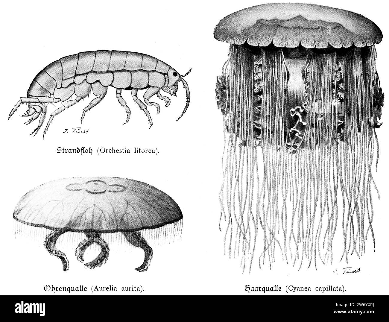 sandhopper (Orchestia litorea), moon jellyfish or common jellyfish (Aurelia aurita), lion´s mane jellyfish (Cyanea capillata), Stock Photo