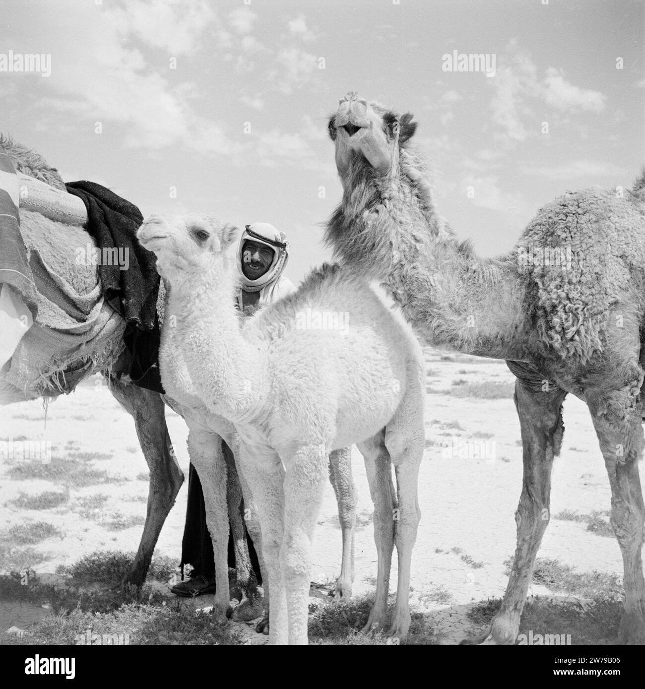 Syrian bedouin Black and White Stock Photos & Images - Alamy