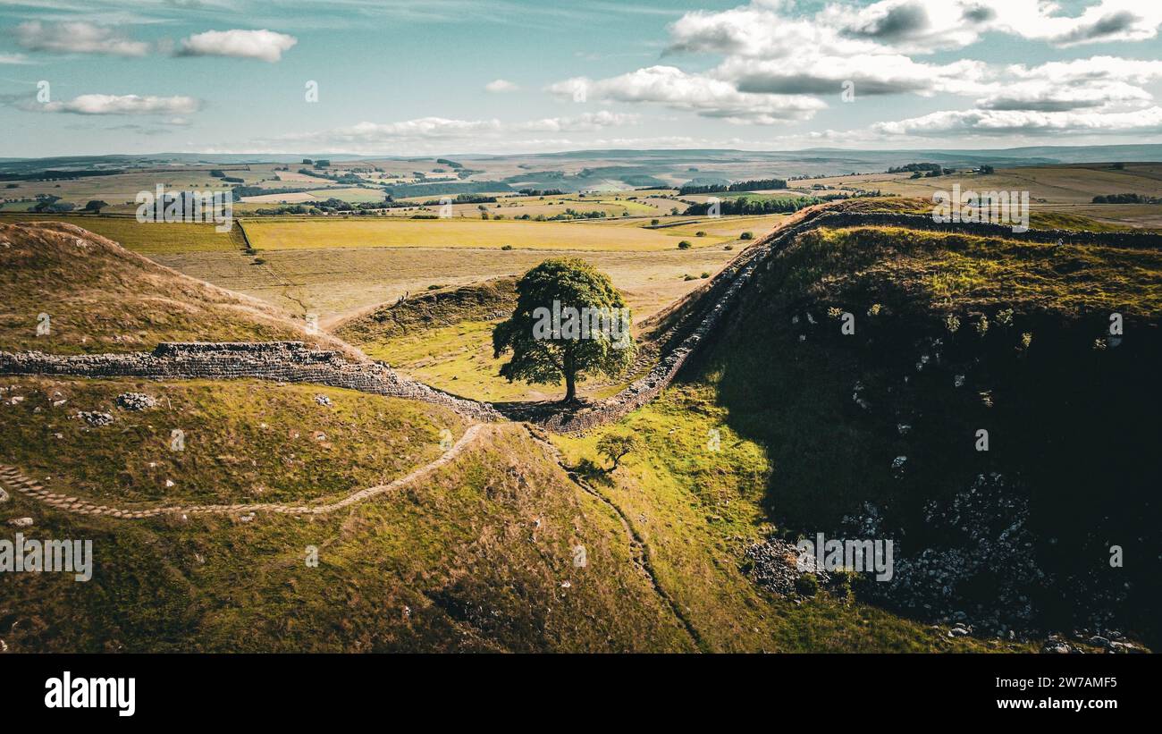 A tree in Sycamore Gap. Location where Robin Hood: Prince of Thieves was filmed in 1991 with actors like Kevin Costner, Morgan Freeman, Alan Rickman. Stock Photo
