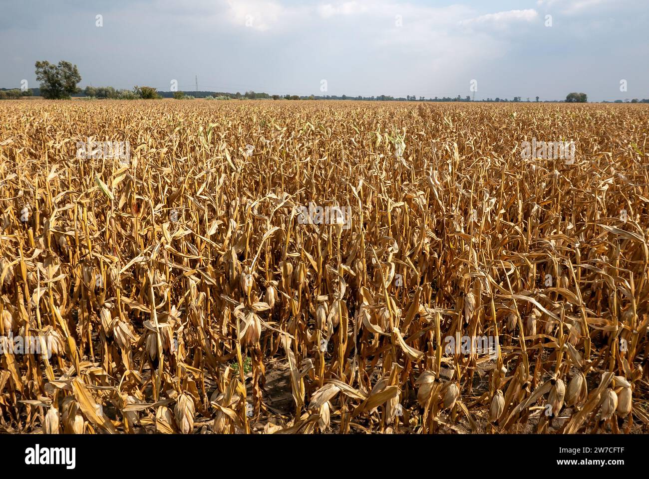 15.09.2018, Poland, Szewce, Wielkopolska - Dried out corn field after a summer with a long drought. 00A180915D117CAROEX.JPG [MODEL RELEASE: NOT APPLIC Stock Photo