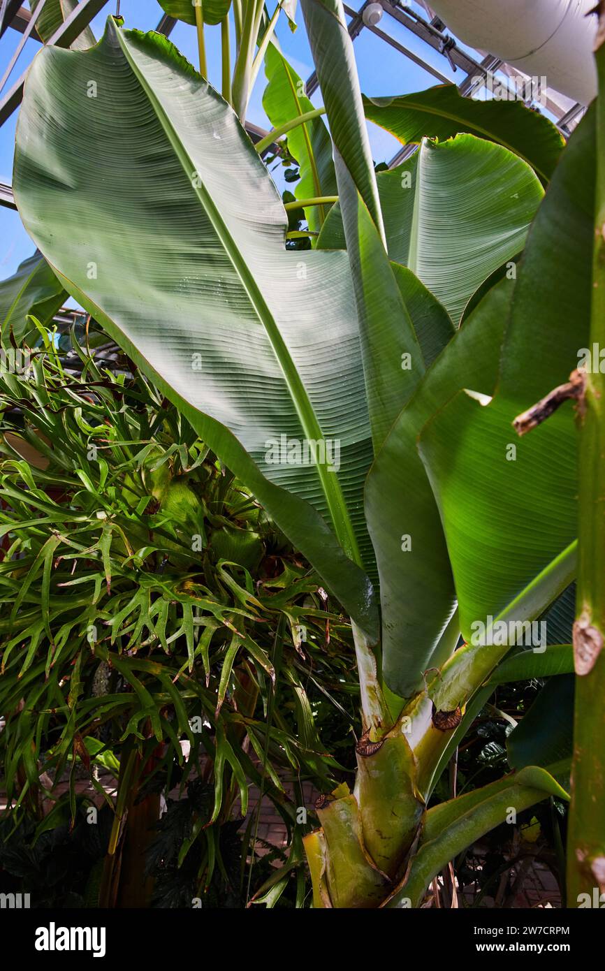 Lush Green Banana Leaves with Blue Sky, Low Angle View Stock Photo