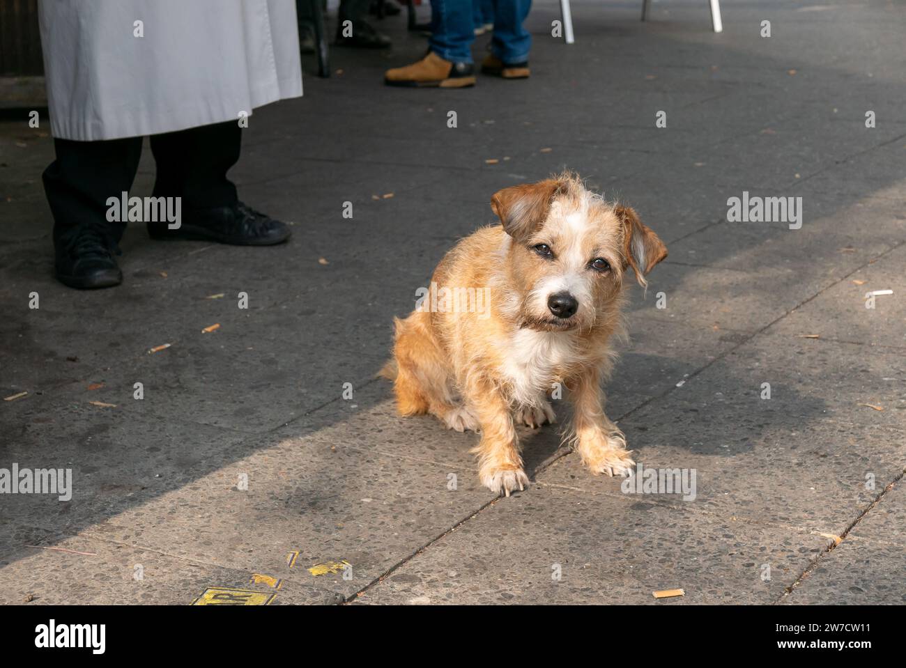 01.10.2018, Germany, Berlin, Berlin - Growling dog Hermannplatz, central square in Neukoelln. 00A181001D094CAROEX.JPG [MODEL RELEASE: NO, PROPERTY REL Stock Photo