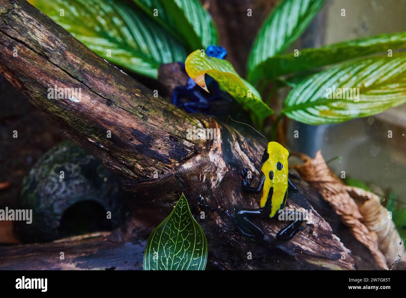 Vibrant Yellow and Blue Frogs in Tropical Habitat Stock Photo
