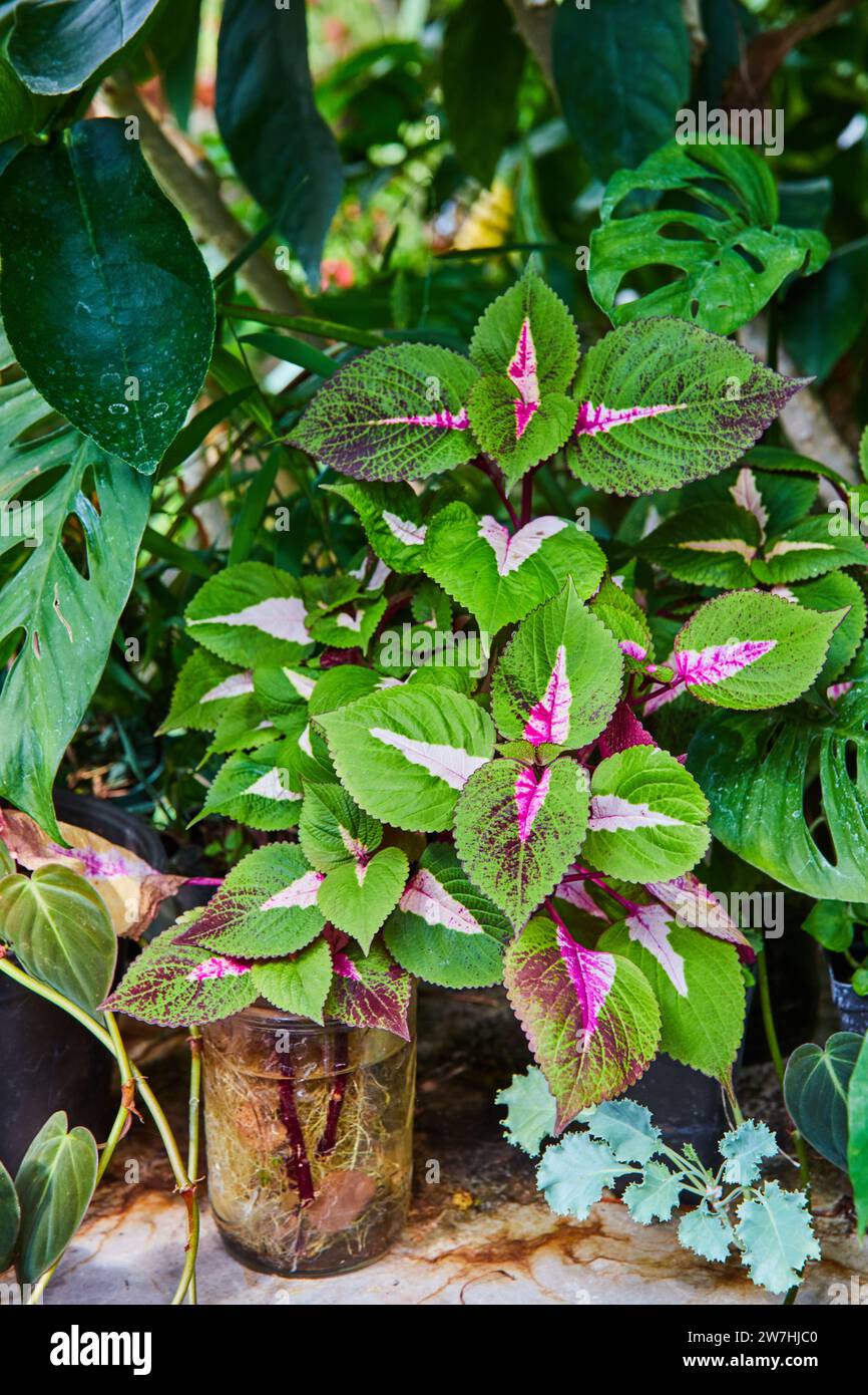 Variegated monstera hi-res stock photography and images - Alamy