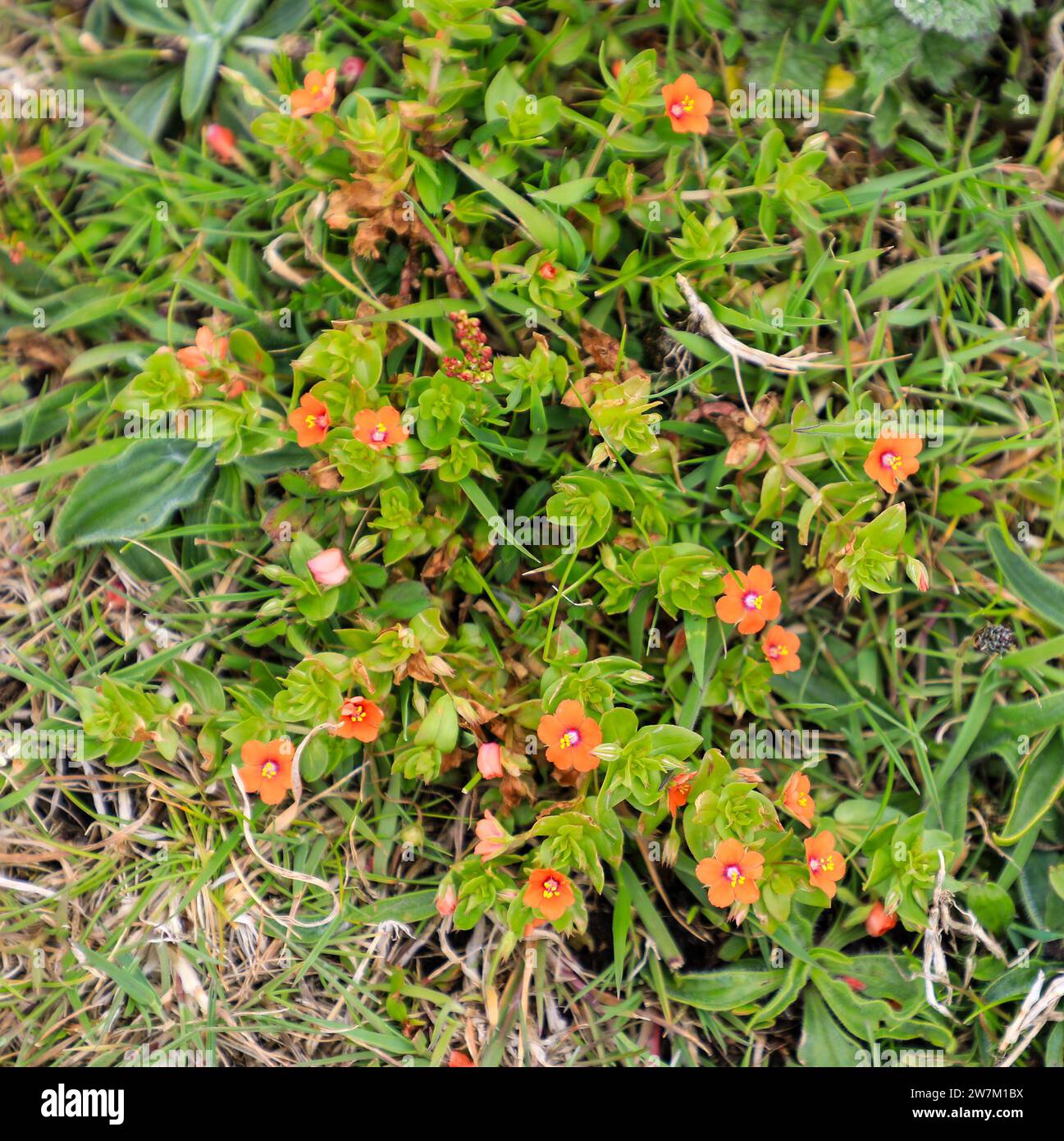 The red flowers of a Scarlet Pimpernel, (Anagallis arvensis) plant