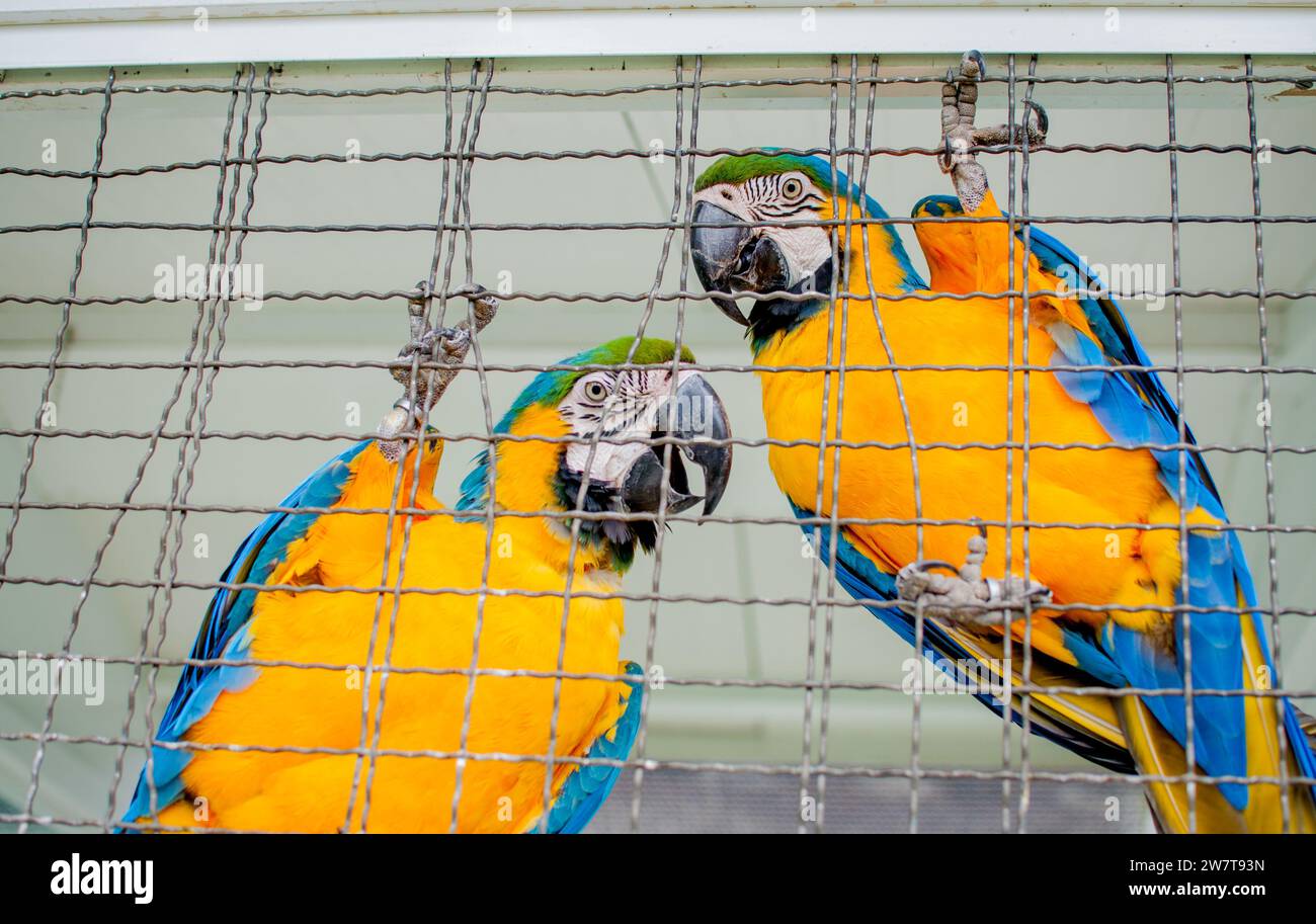 Portrait of blue macaws Stock Photo