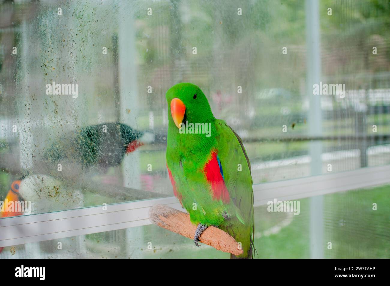 Alexandrian parrot (Psittacula eupatria) Stock Photo