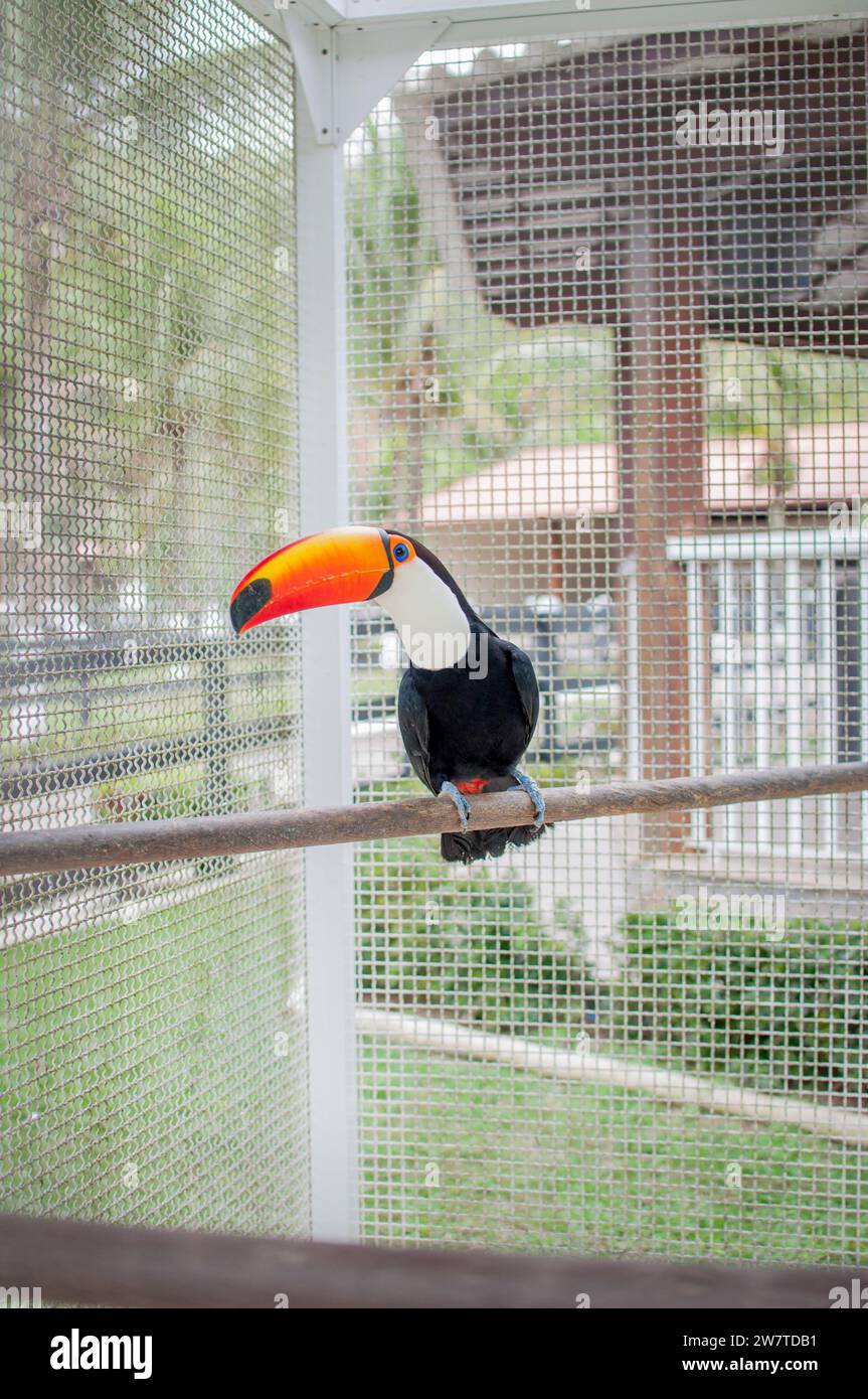 Bird of the Ramphastidae family - Tucano in Brazil Stock Photo