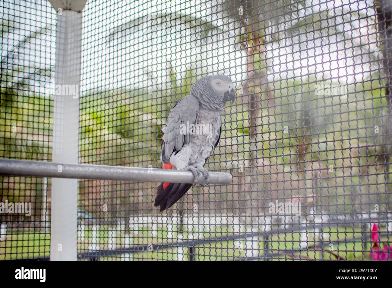 Gray Parrot Stock Photo