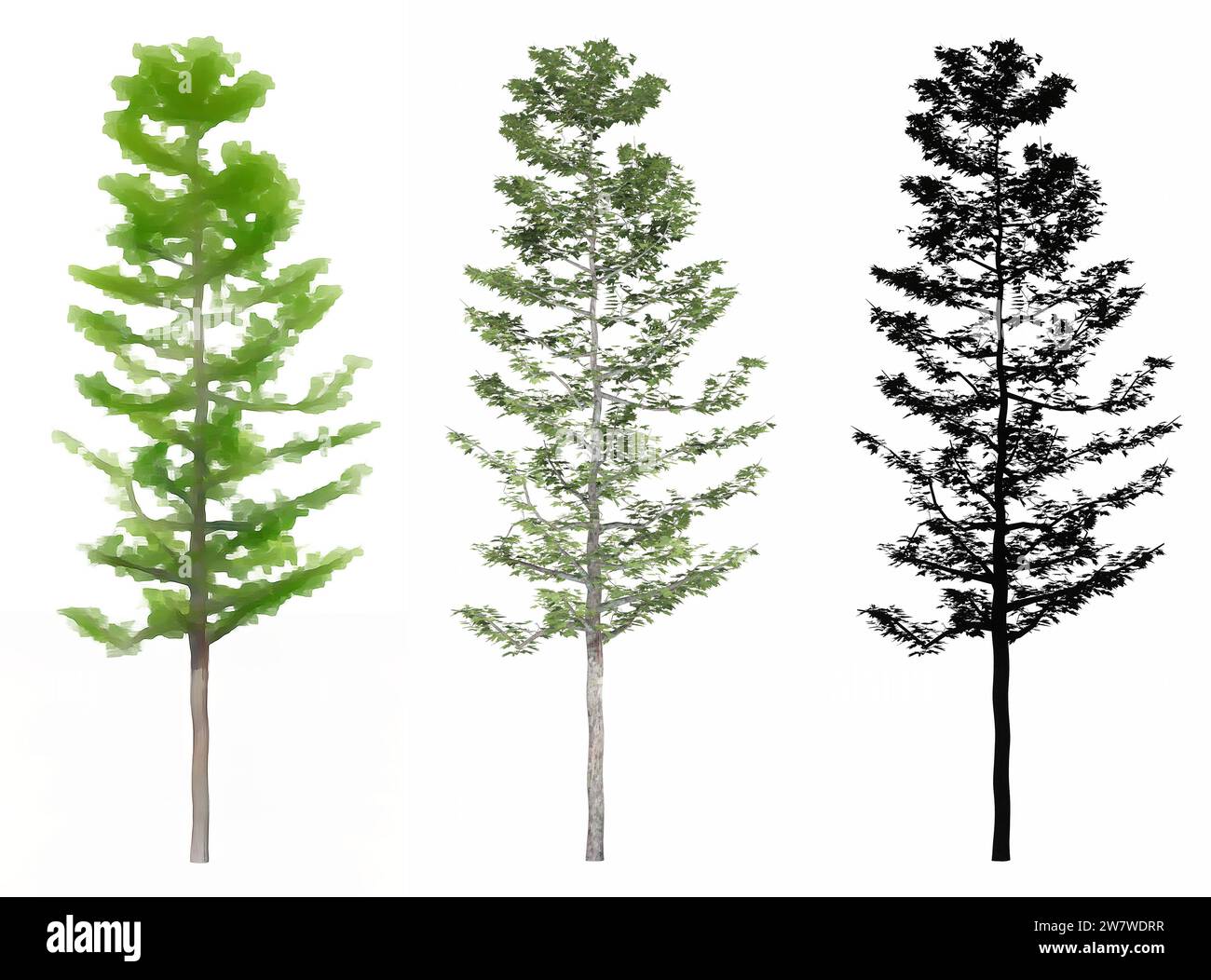 Set or collection of Mountain Maple trees, painted, natural and as a