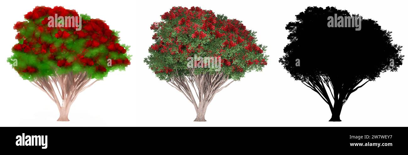 Set or collection of Northern Rata  trees, painted, natural and as a black silhouette on white background. Stock Photo