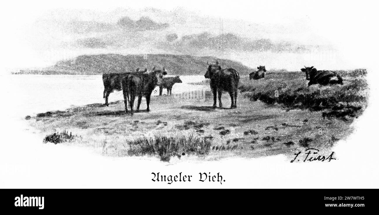 Cattle of rural landscape Angeln, Schleswig-Holstein, Northern Germany, Central Europe, histrorical Illustration 1896 Stock Photo