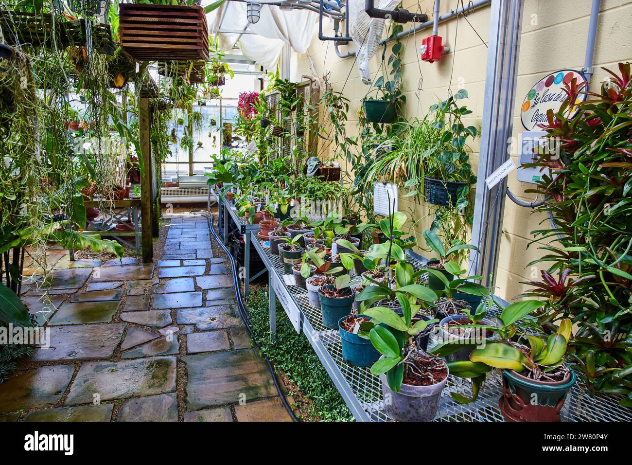 Lush Greenhouse Oasis with Diverse Plants and Stone Pathway Stock Photo ...