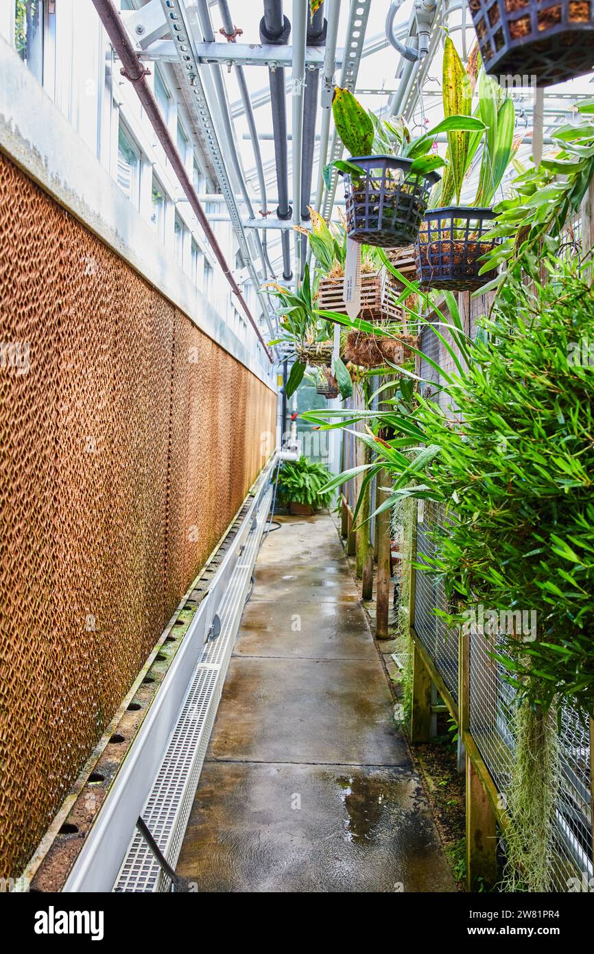 Lush Greenhouse Oasis with Tropical Plants and Rustic Wall Stock Photo ...