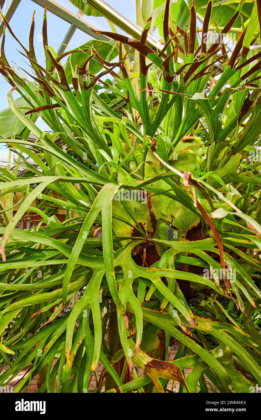 Staghorn fern conservatory hi-res stock photography and images - Alamy
