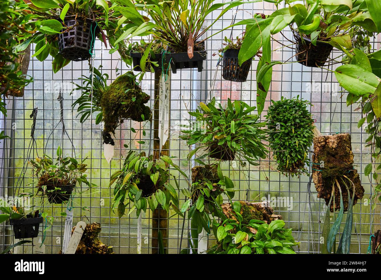 Lush Greenhouse Orchids and Epiphytes Display Stock Photo - Alamy