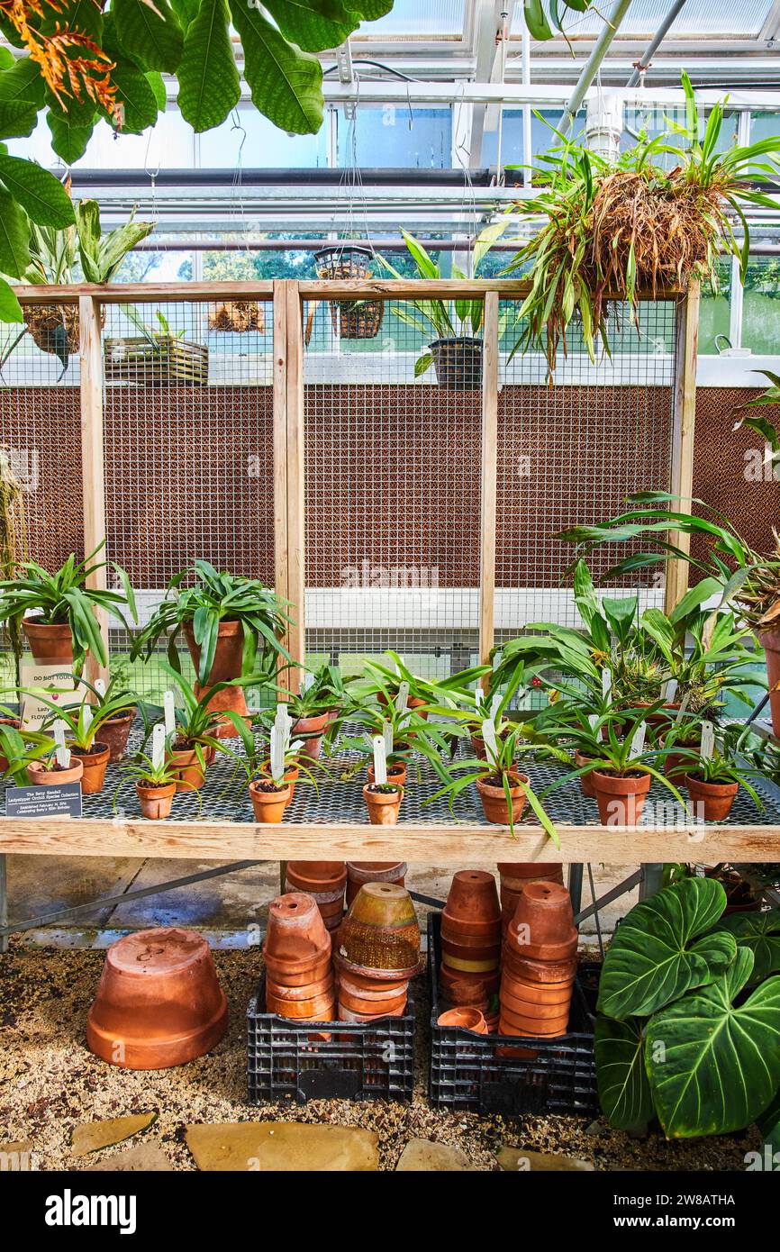 Lush Greenhouse Oasis with Tropical Plants and Terracotta Pots Stock Photo