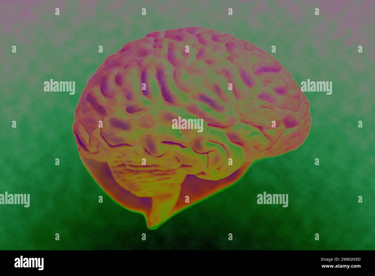 Human brain anatomical model closeup Stock Photo Alamy