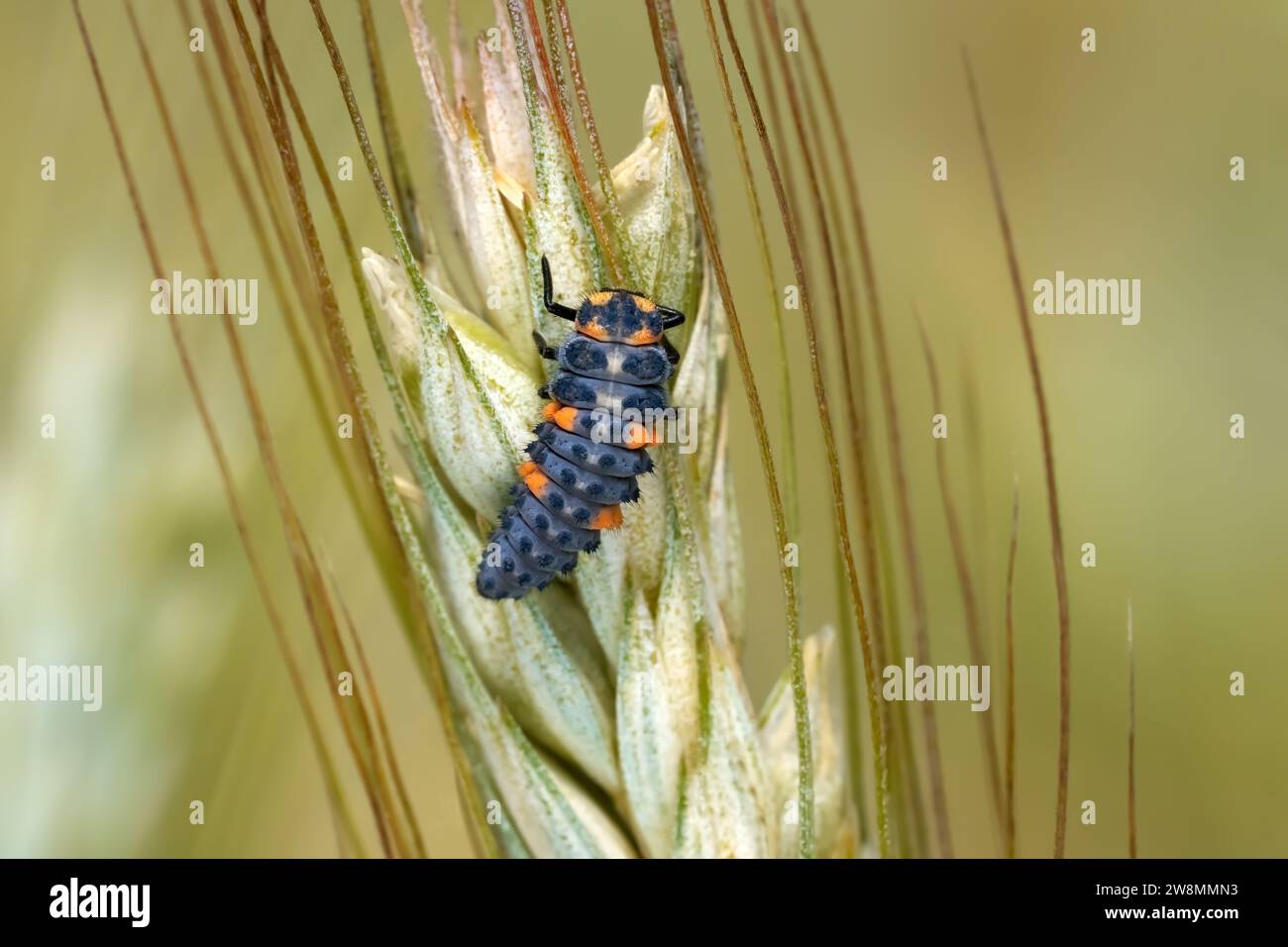 Larva of Seven spot ladybird (Coccinella septempunctata) on an ear of grain Stock Photo