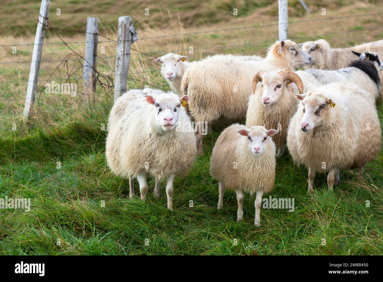 Small flock of Icelandic sheep in pen, Hunaver, Iceland Stock Photo