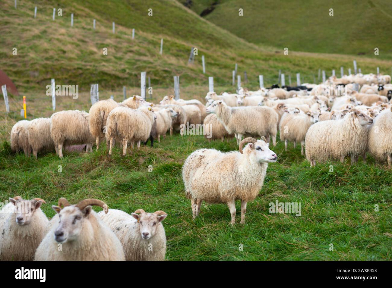 Large flock of Icelandic sheep in pen, Hunaver, Iceland Stock Photo