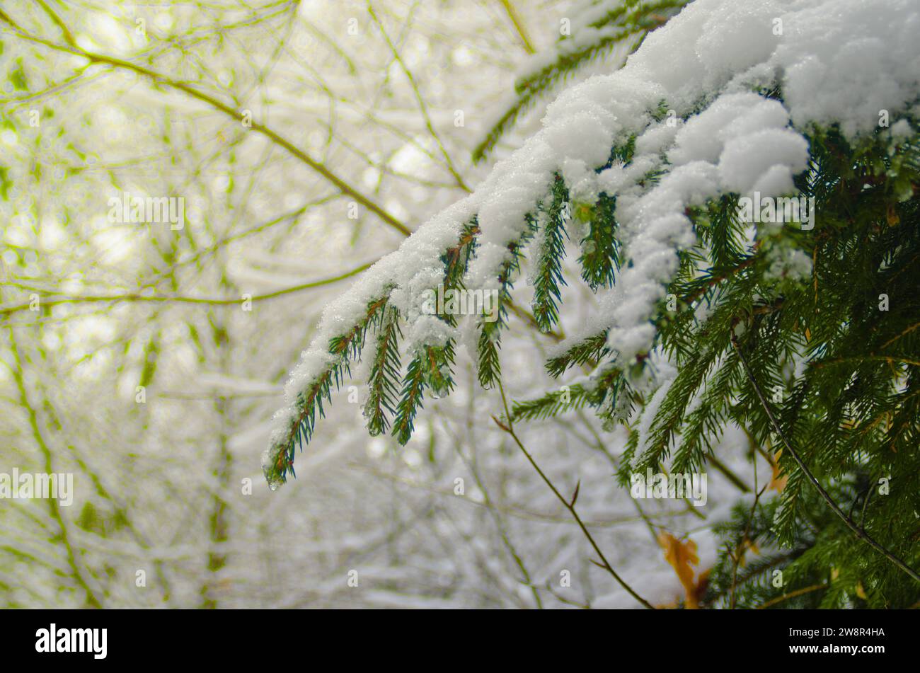 Spruce tree green branch covered with snow in a Carpathian forest close ...