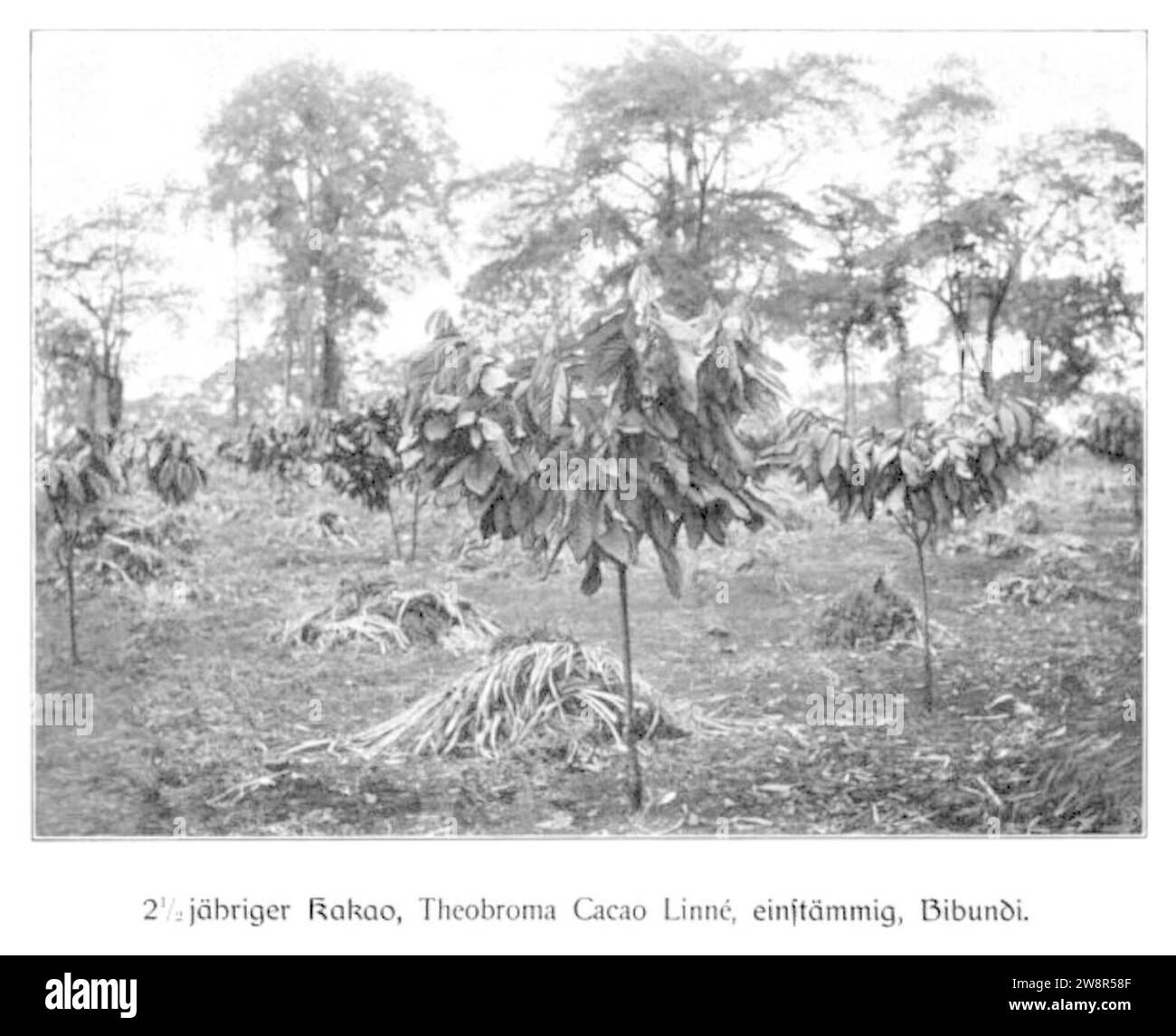 WOHLTMANN(1904) p014 - 2,5-jähriger Kakao, einstämmig, Bibundi. Stock Photo
