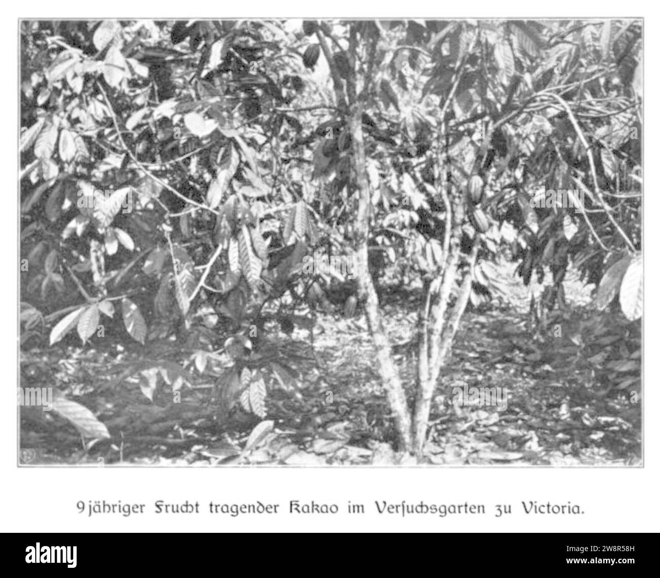 WOHLTMANN(1904) p020 - 9-jähriger Frucht tragender Kakao im Versuchsgarten der Station Viktoria. Stock Photo