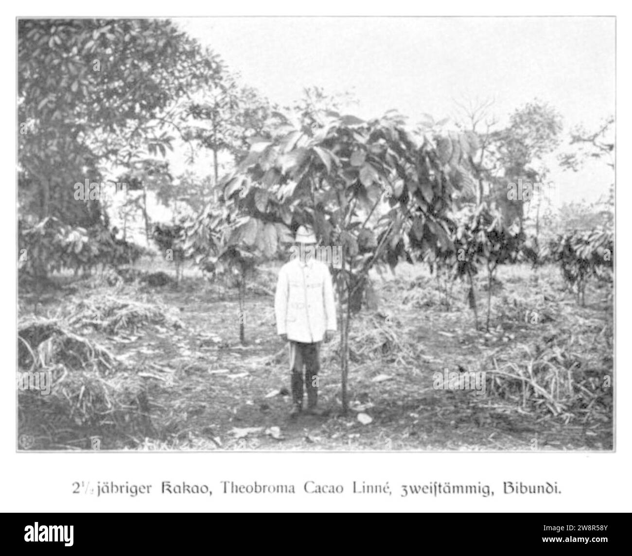 WOHLTMANN(1904) p015 - 2,5-jähriger Kakao, zweistämmig, Bibundi. Stock Photo