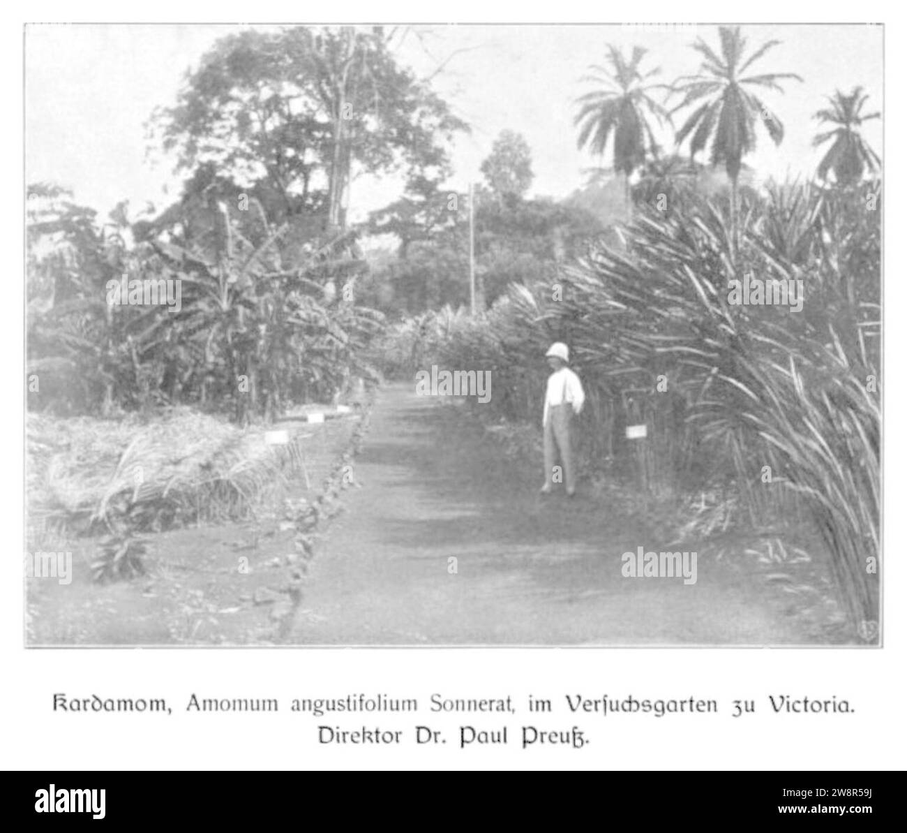 WOHLTMANN(1904) p031 Versuchsgarten der Station Viktoria, Direktor Preuß vor einer Kardamon Pflanze. Stock Photo