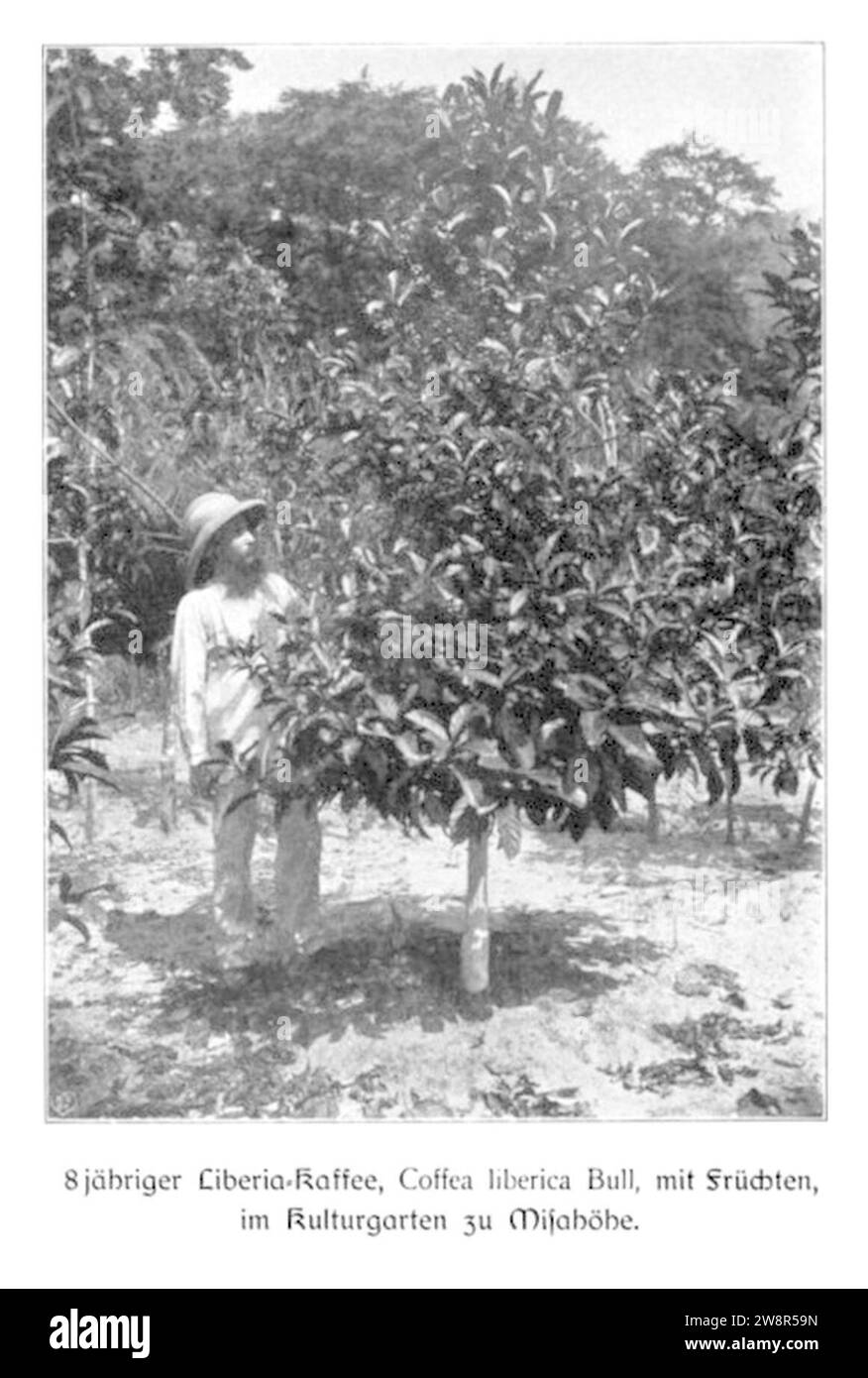 WOHLTMANN(1904) p062 - 8-jähriger Liberiakaffee mit Früchten, im Kulturgarten zu Misahöhe. Stock Photo