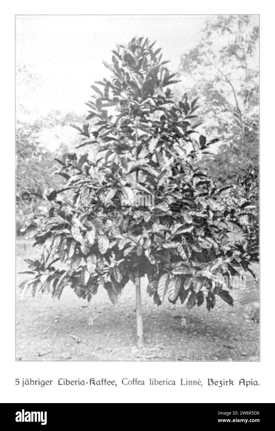 WOHLTMANN(1904) p112 - 5-jähriger Liberia-Kaffee-Busch. Stock Photo
