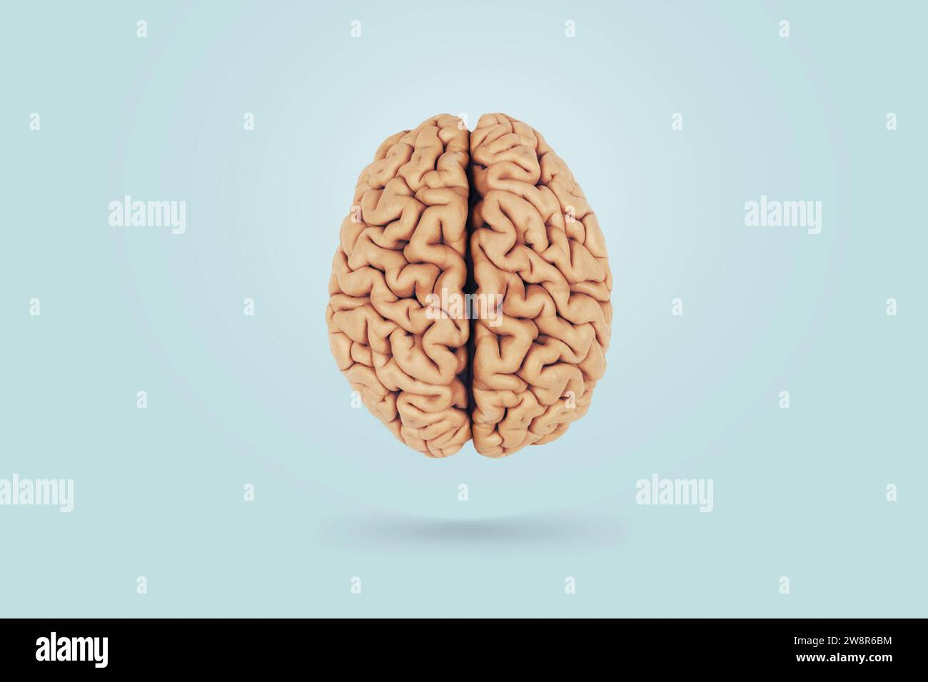 Real Creative Brain On A Blue Background, Top View. Creative Idea, Concept. Health And Neurosurgery Stock Photo