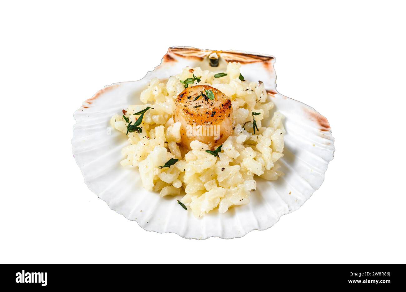 Risotto with pan seared sea scallops in a shell. Isolated on white ...