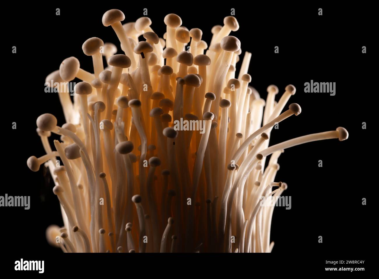 Enoki Mushrooms against black background Stock Photo