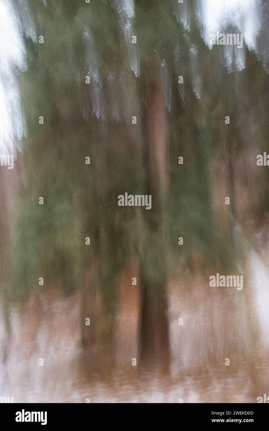 Abstract images of forest landscape in winter. Painterly images are created using vertical or horizontal camera movement during exposure. Stock Photo