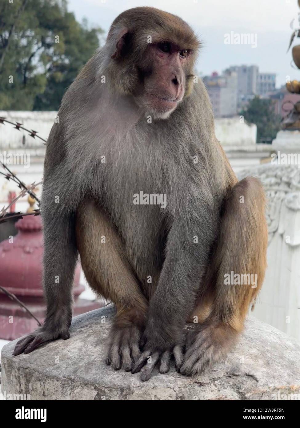 A male Rhesus Macaque makes his home in Pashupatinath, a Hindu Temple ...