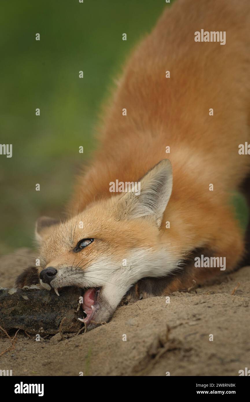 Young Red Fox eating a carcass Stock Photo Alamy