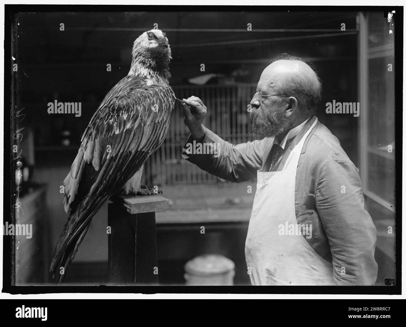 WOOD, N.R. OF SMITHSONIAN INSTITUTION. MOUNTING BIRDS Stock Photo - Alamy