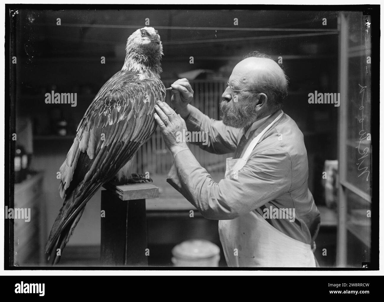 WOOD, N.R. OF SMITHSONIAN INSTITUTION. MOUNTING BIRDS Stock Photo - Alamy