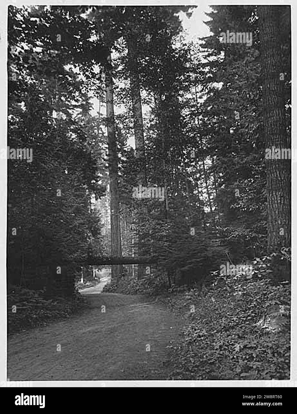 Woodland Park path under a fallen tree, Seattle, probably between 1900 and 1910 (WARNER 102). Stock Photo