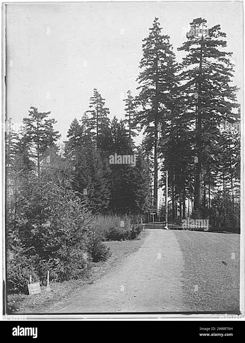 Woodland Park path with utility pole in distance, Seattle, probably
