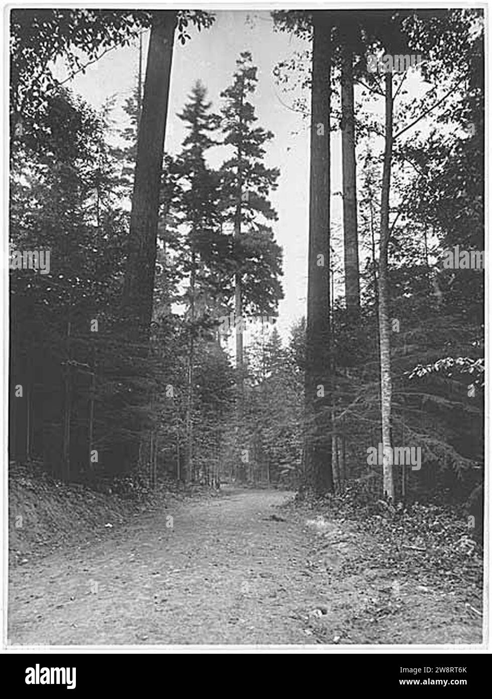 Woodland Park path through woods, Seattle, probably between 1900 and ...