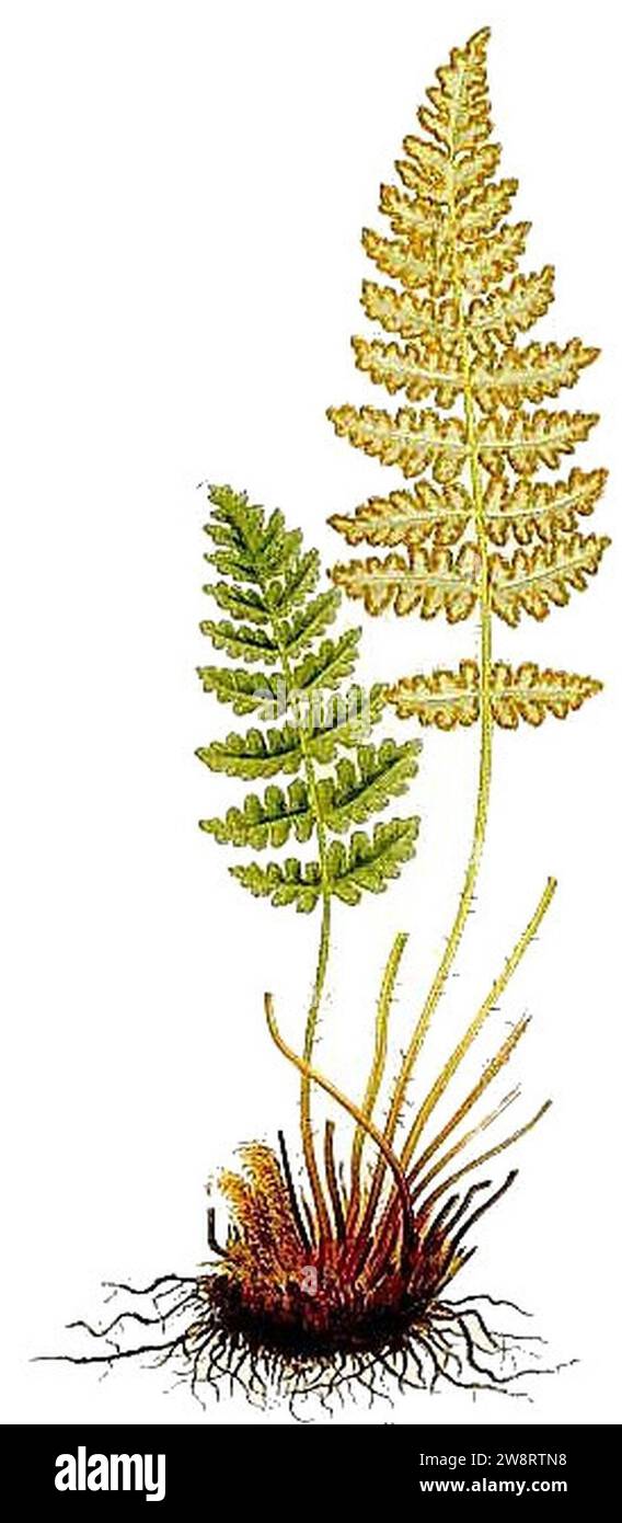 Woodsia ilvensis - ett stort ex. with most leaves cut off. Stock Photo