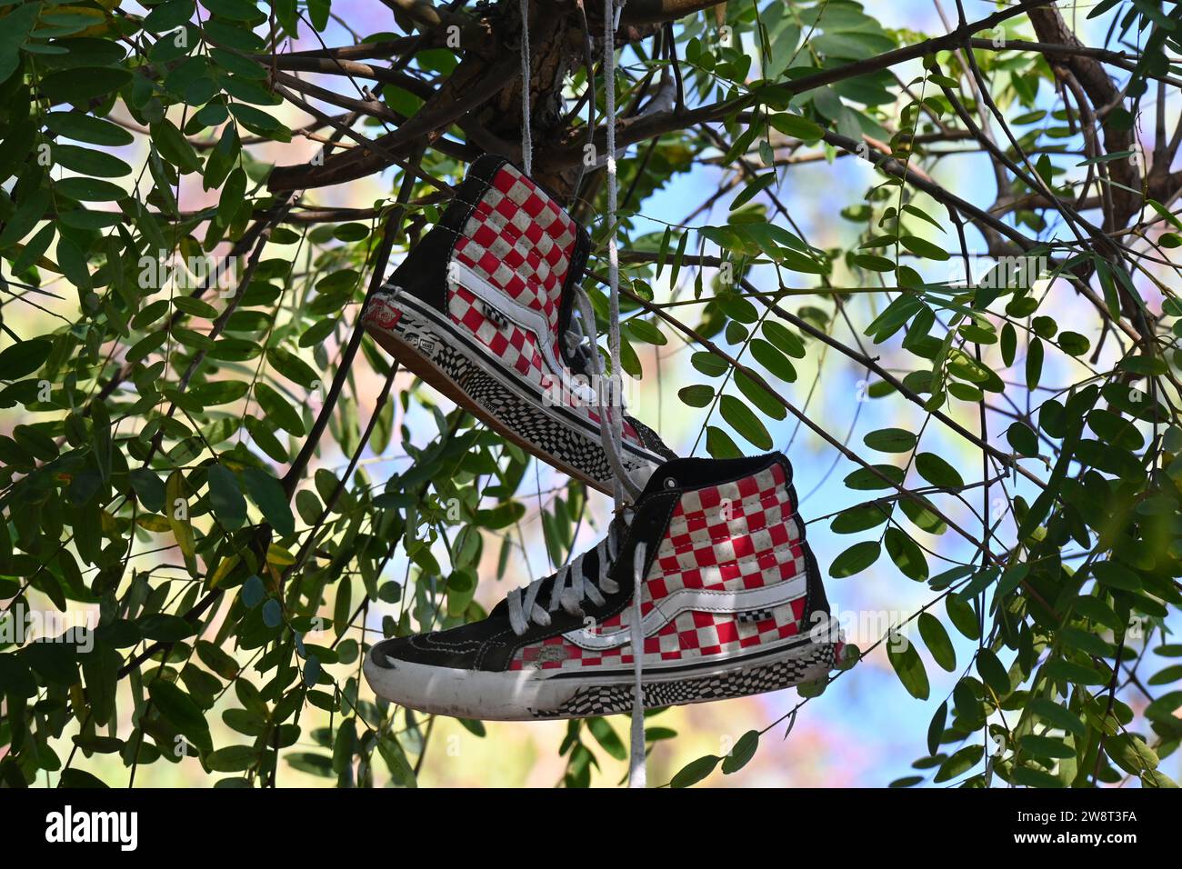 IRVINE, CALIFORNIA - 5 NOV 2023: A pair of Vans Skate Sneakers hanging in a tree at the Stake Park in Harvard Community Athletic Park. Stock Photo