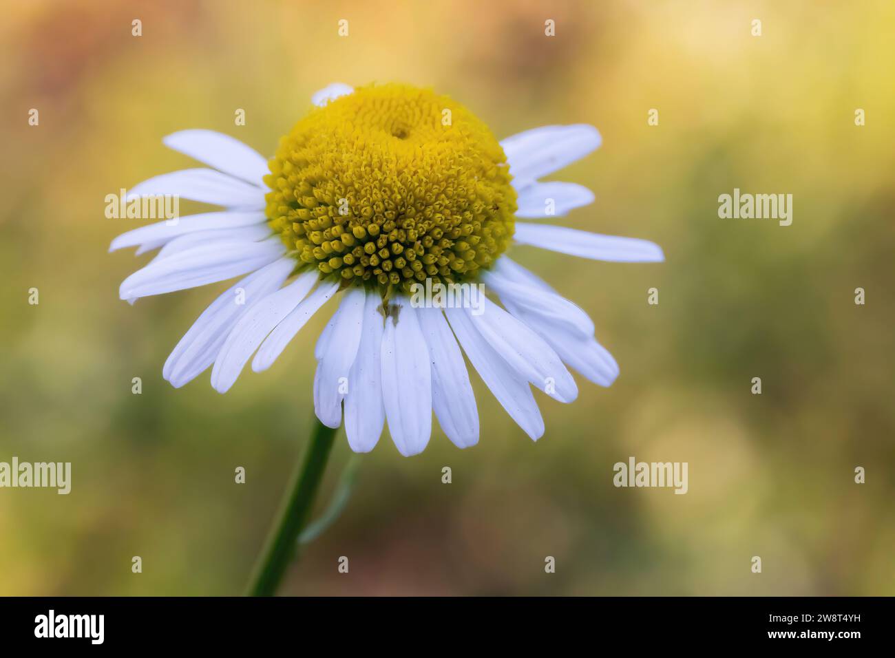 Beautiful golden summer morning light in the bokeh of a pretty white daisy with white petals called ray florets and a yellow center in St. Paul, Minn. Stock Photo