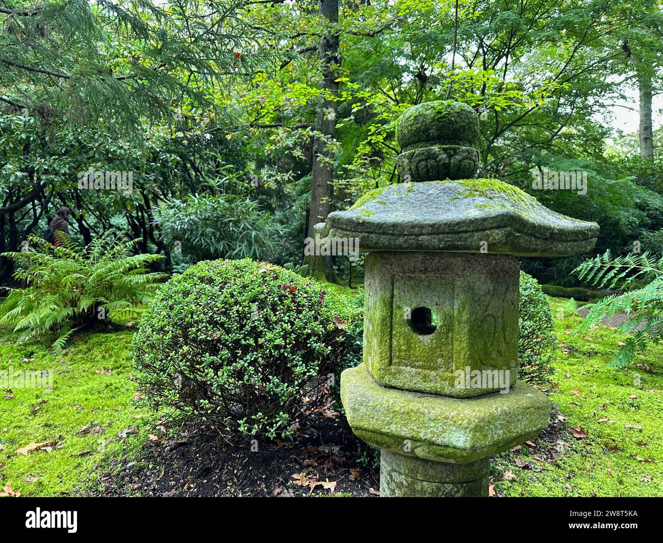 Stone lantern, bright moss and different plants in Japanese garden Stock Photo
